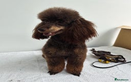 Toy Poodle dogs for stud: KC CHOCOLATE PHANTOM TOY POODLE in Willenhall - Image 9