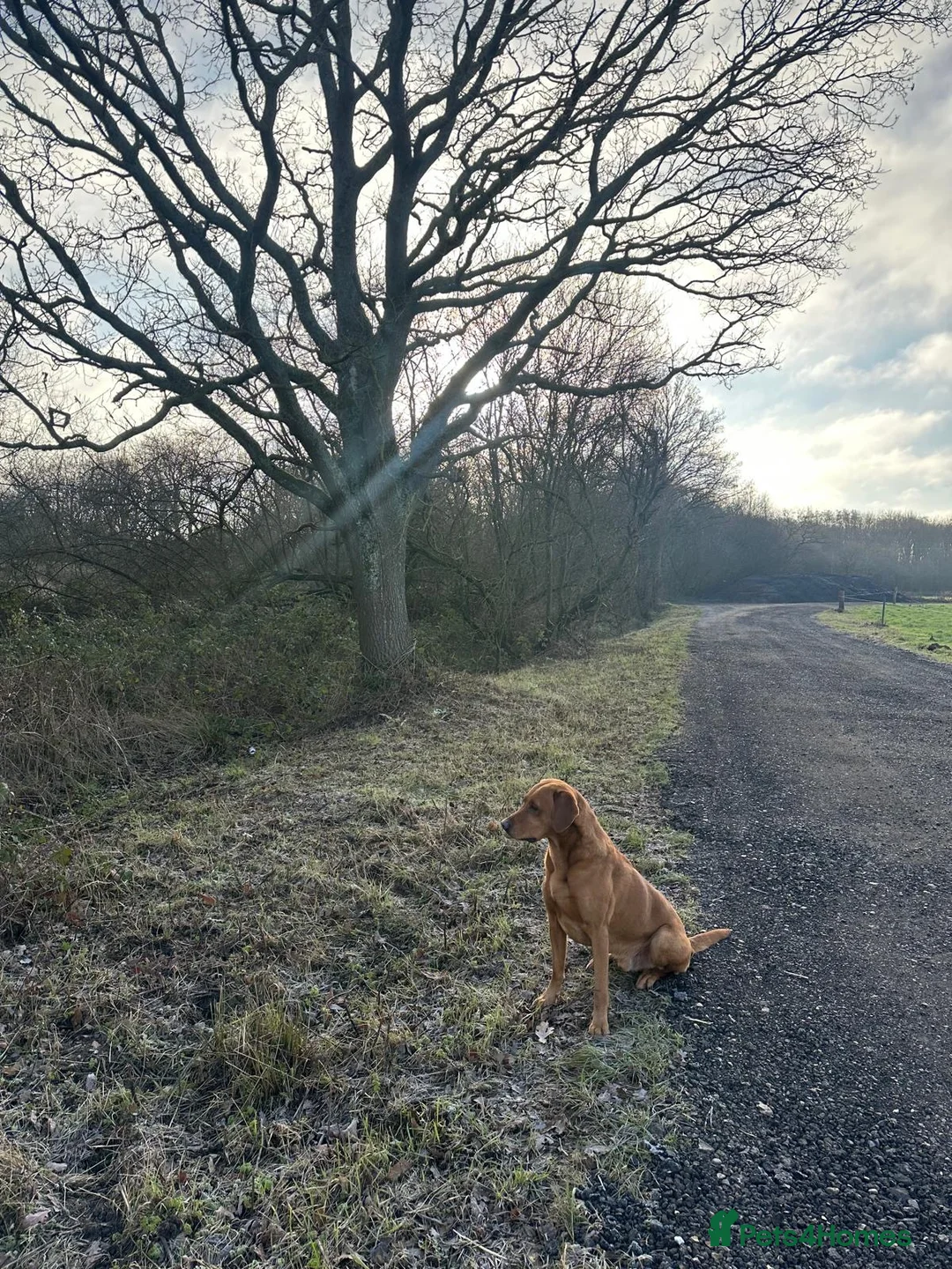 Labrador Retriever dogs for stud: KC working lab for stud in Guildford - Advert 1