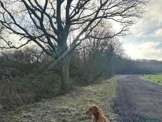 Labrador Retriever dogs KC working lab for stud in Guildford - Advert 2