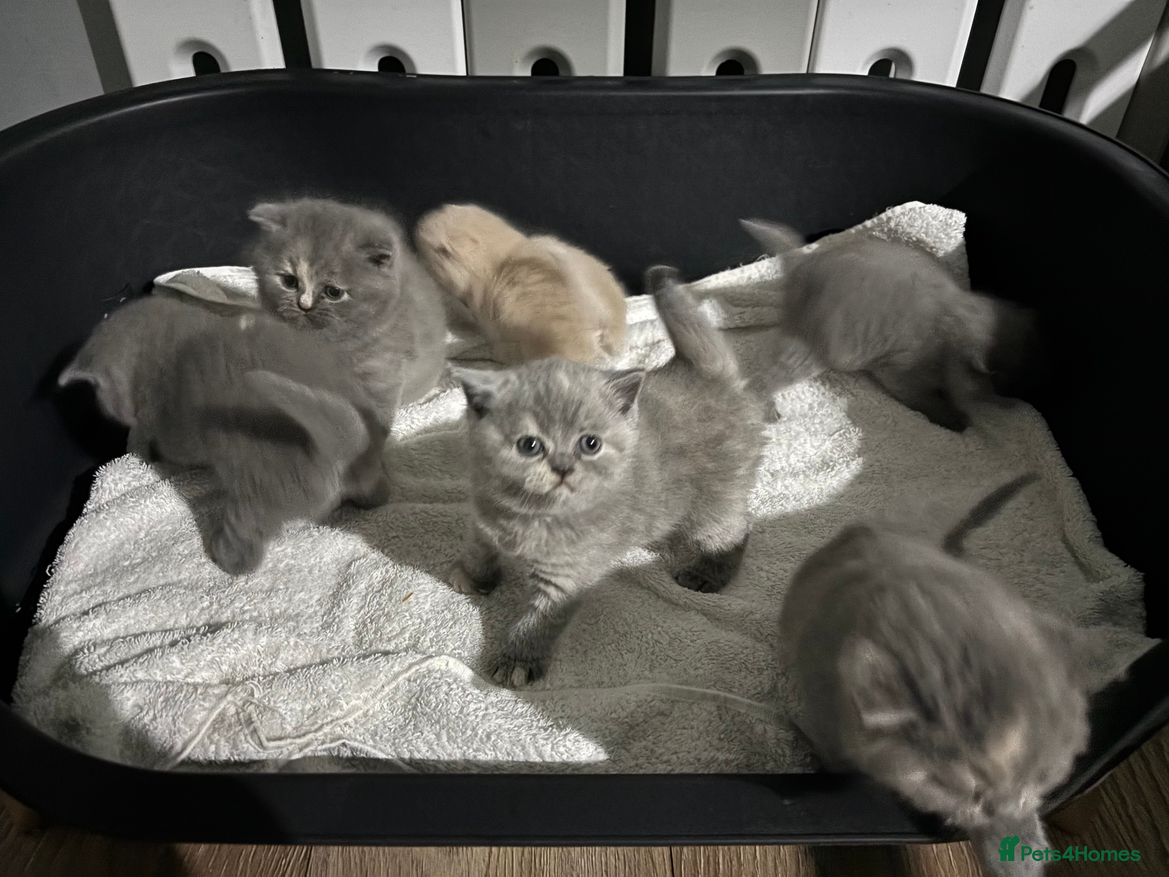 British Shorthair cats ⭐️British Shorthair GCCF ⭐️ Ready April - Advert 1