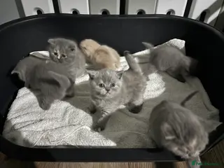 British Shorthair cats ⭐️British Shorthair GCCF ⭐️ Ready April - Advert 8