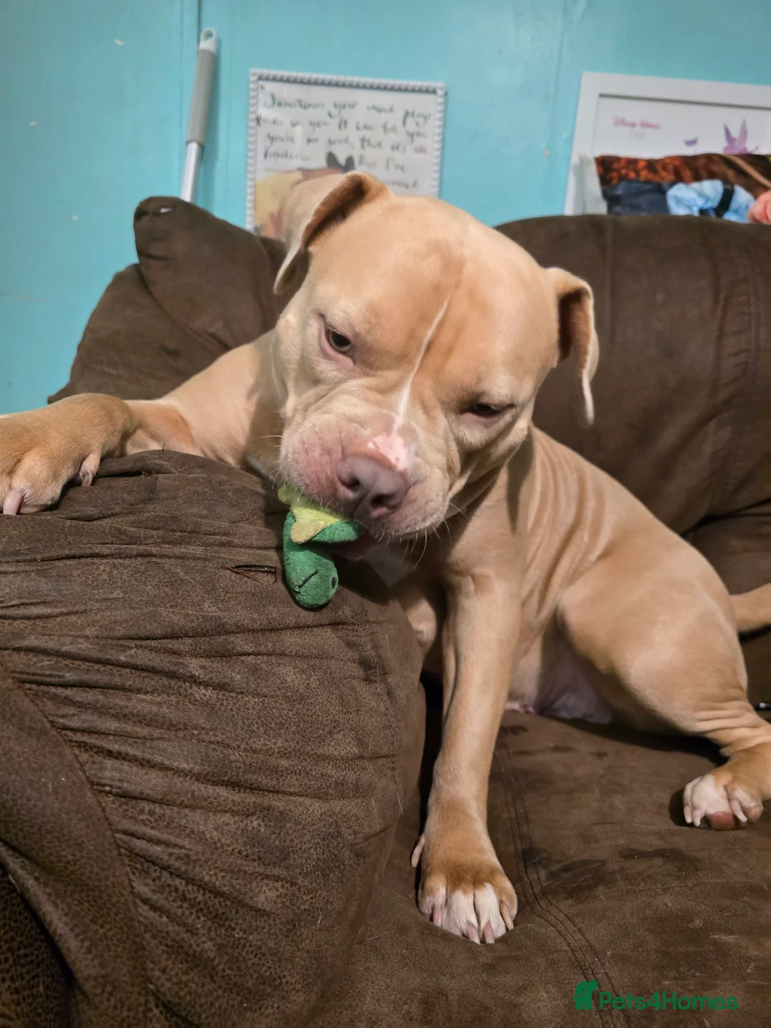 Mixed Breed dogs for sale: Beautiful staffy cross puppy in Saint Austell - Advert 1