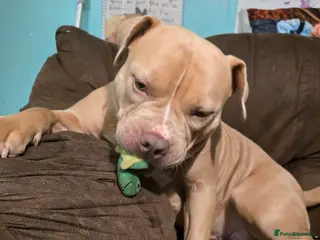 Mixed Breed dogs Beautiful staffy cross puppy in Saint Austell - Advert 1