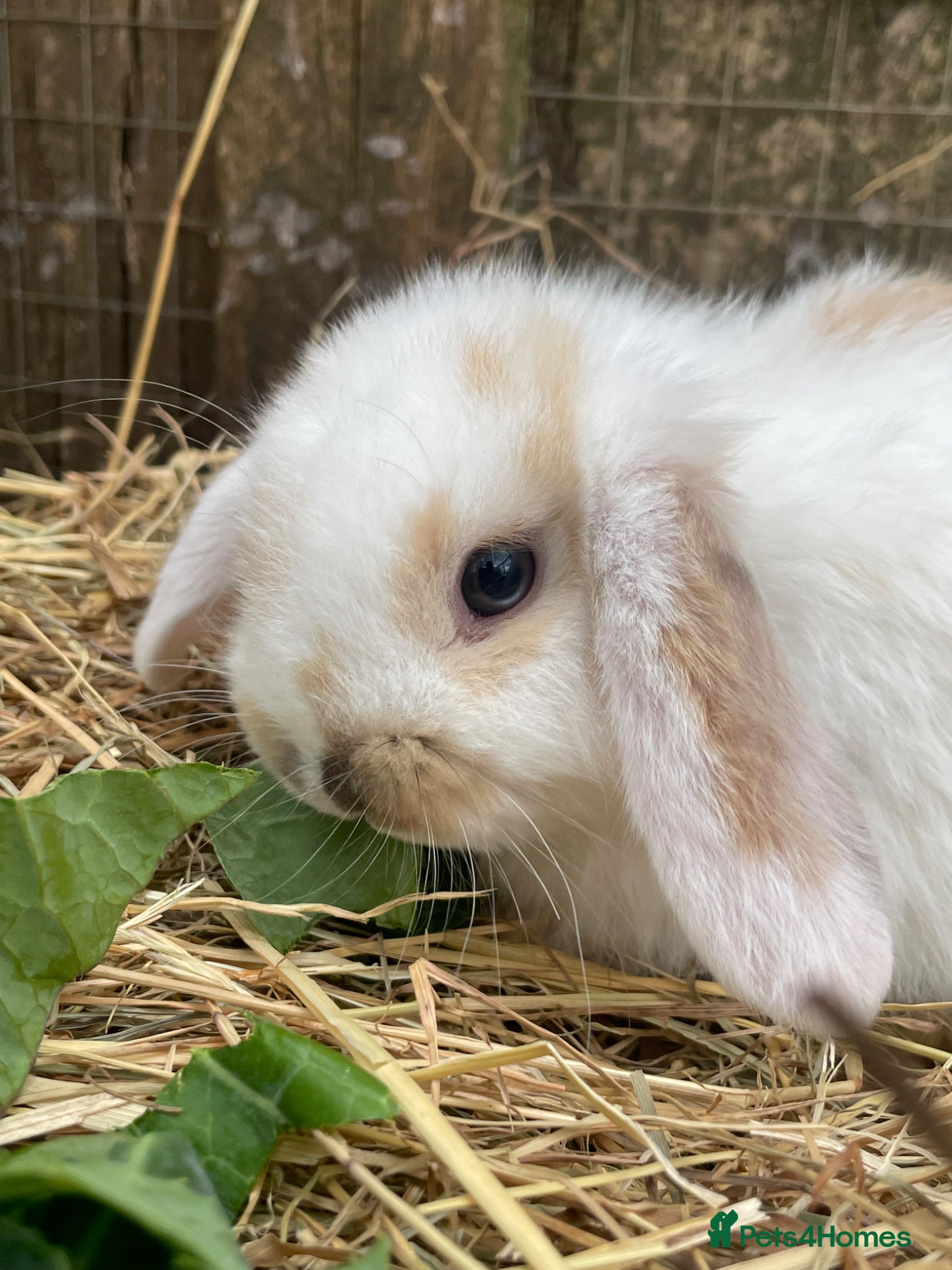 Mini Lop rabbits Mini Plush Lop Babies - Advert 4