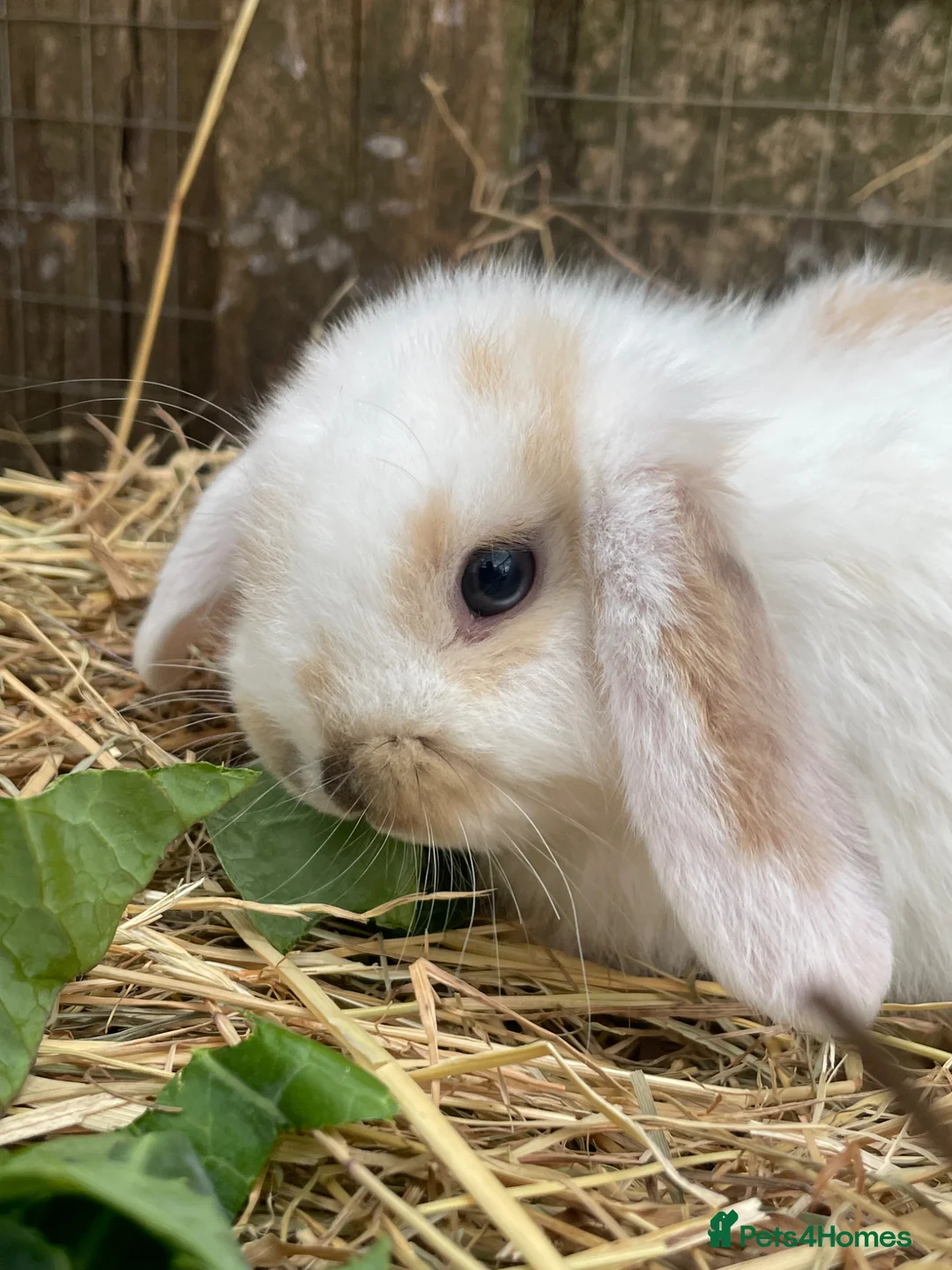 Mini Lop rabbits for sale: Mini Plush Lop Babies - Advert 1