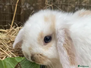 Mini Lop rabbits Mini Plush Lop Babies - Advert 4