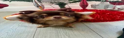 Chihuahua dogs for stud: Long haired chihuahua to stud in Sutton Coldfield - Advert 5