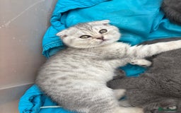 Mixed Breed cats for sale: Clever kittens need a new home  - Image 12