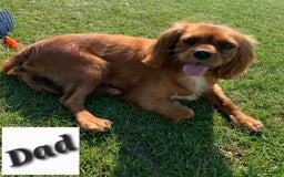 Cavalier King Charles Spaniel dogs for sale: KC King Charles Cavaliers.❤️Heart & Health Tested. - Image 16