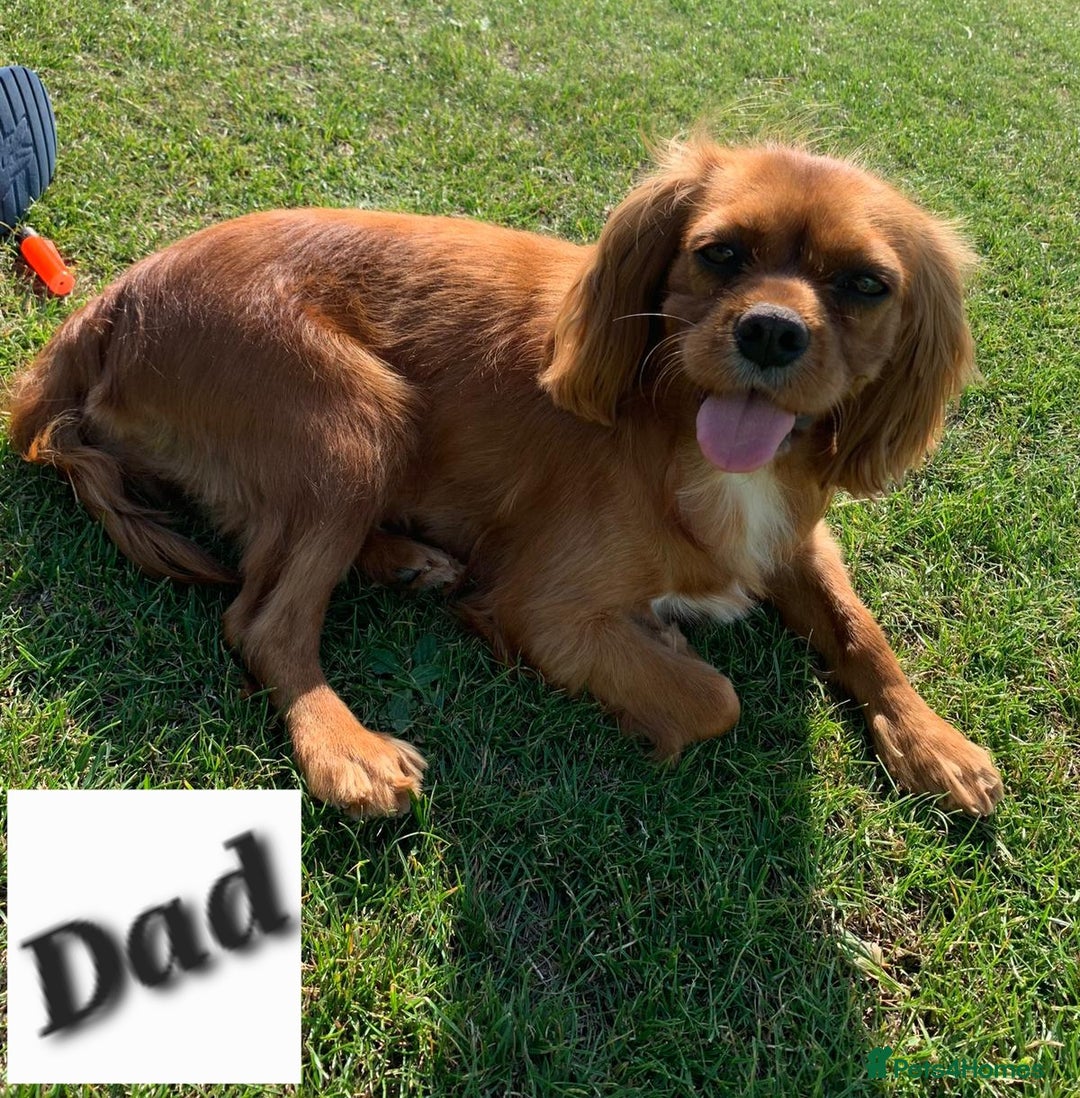 Cavalier King Charles Spaniel dogs for sale: KC King Charles Cavaliers.❤️Heart & Health Tested. - Image 16