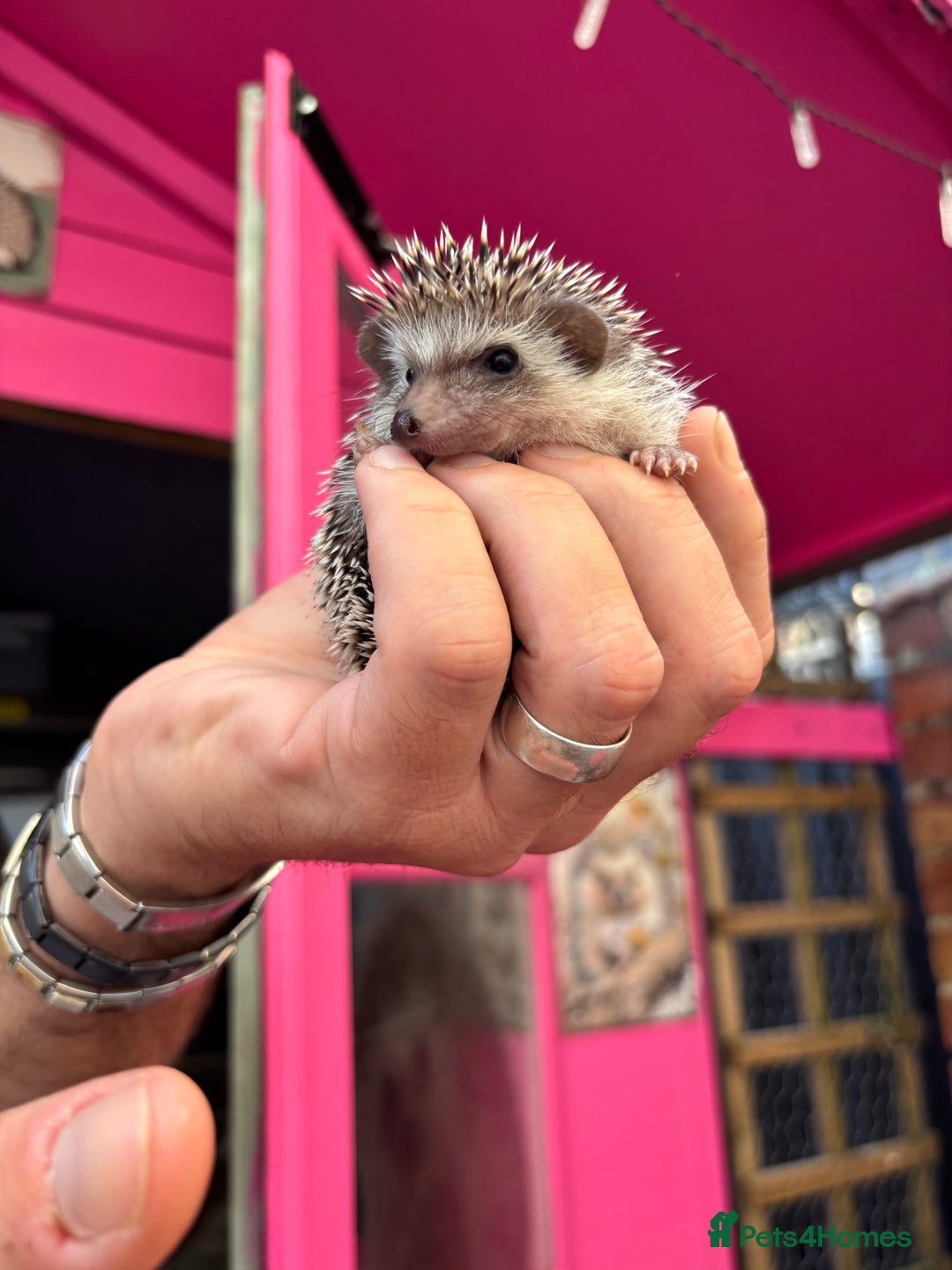 Pygmy Hedgehog rodents for sale: Stunning baby African Pygmy hoglets - Image 5