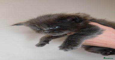 Maine Coon cats Beautiful Russian Bloodline Maine coon males - Advert 10