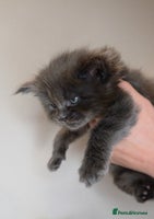 Maine Coon cats Beautiful Russian Bloodline Maine coon males - Advert 3