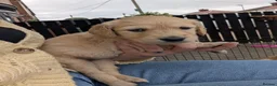 Golden Retriever dogs for sale: Golden Retriever puppies  - Advert 21