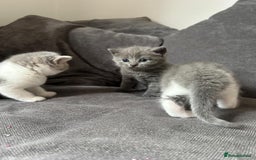 British Shorthair cats for sale: British shorthair cross - Image 9
