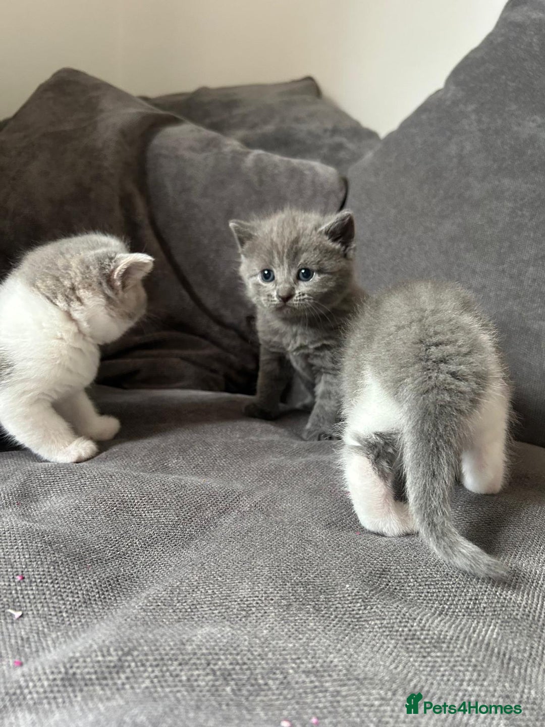 British Shorthair cats for sale: British shorthair cross - Image 9