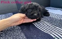 Cockapoo dogs for sale: F1 cockapoo puppies - Image 6