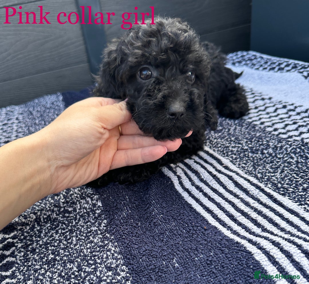 Cockapoo dogs for sale: F1 cockapoo puppies - Image 6