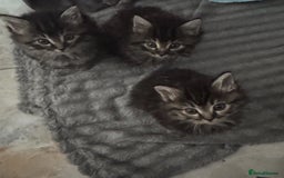 Mixed Breed cats for sale: Maine coon x ragdoll  - Image 5
