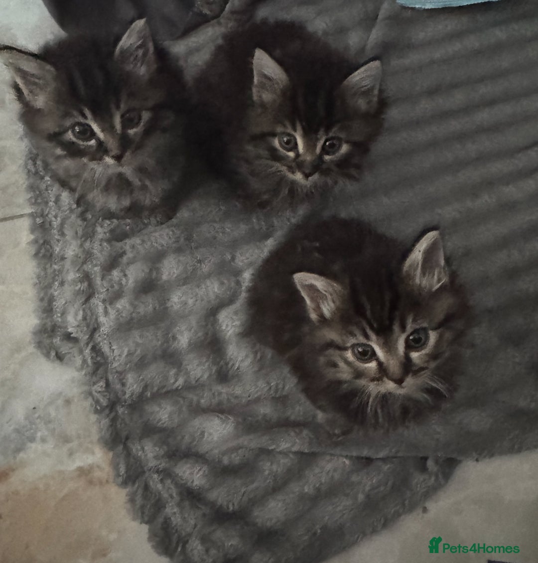 Mixed Breed cats for sale: Maine coon x ragdoll  - Image 5