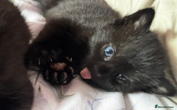 Domestic Shorthair cats for sale: Sweet Black Kitten Ready for Forever Home 🐾 - Image 4