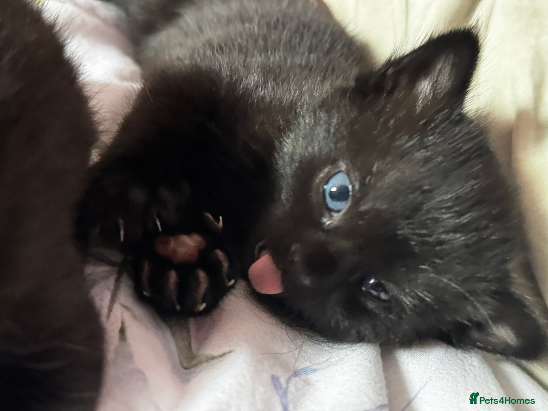 Domestic Shorthair cats for sale: Sweet Black Kitten Ready for Forever Home 🐾 - Image 4