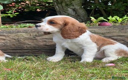 Cavalier King Charles Spaniel dogs for sale: 4 beautiful King Charles cavaliers 🩷 - Image 2