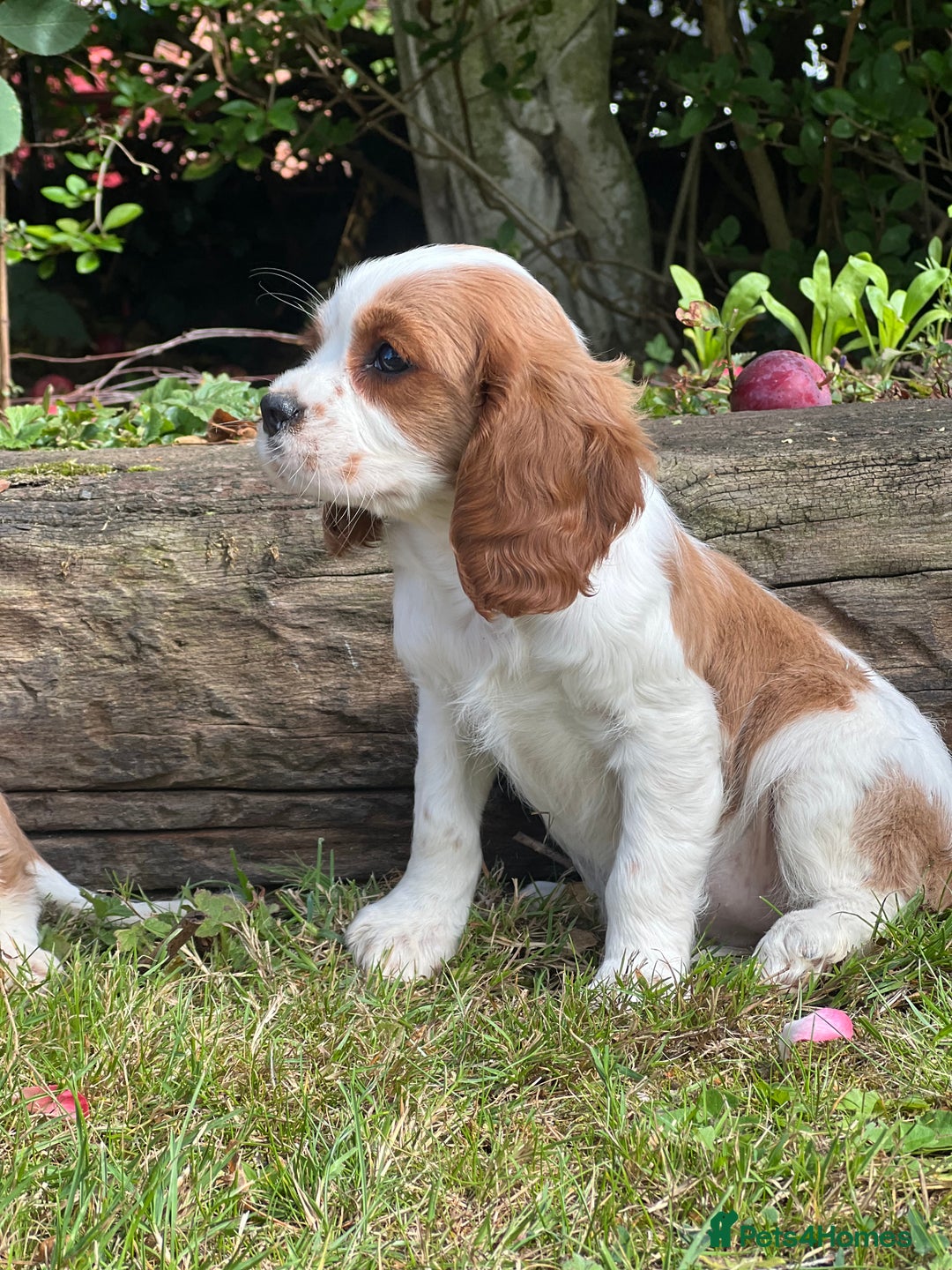 Cavalier King Charles Spaniel dogs for sale: 4 beautiful King Charles cavaliers 🩷 - Image 2