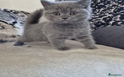 British Shorthair cats for sale: 2 Beautiful British Short Hair kittens - Image 2