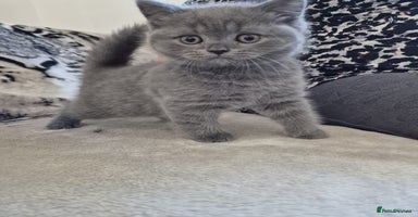 British Shorthair cats - Advert 14
