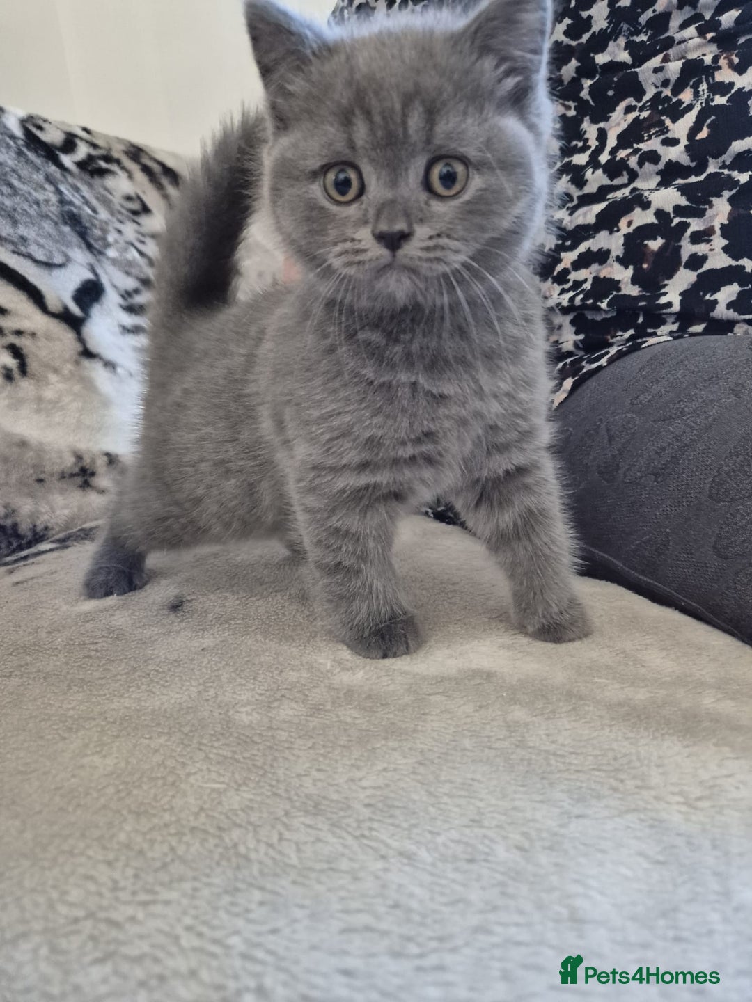 British Shorthair cats for sale: 2 Beautiful British Short Hair kittens - Image 2