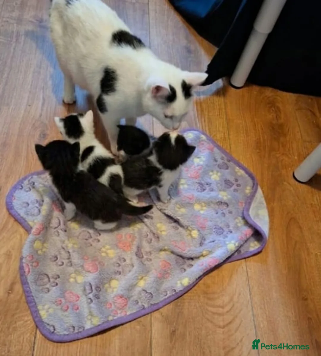 Mixed Breed cats for sale: 4 Black and White Kittens - Advert 12
