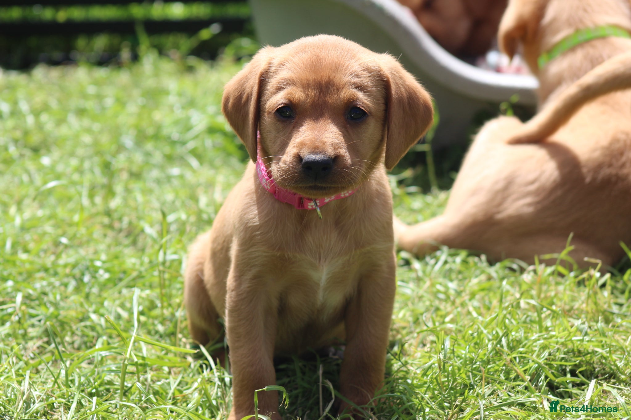 Labrador Retriever dogs Health Tested Labrador Puppies For Sale  - Advert 2