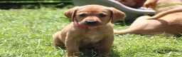 Labrador Retriever dogs for sale: *Ready Now* Labrador Puppies For Sale  - Advert 17
