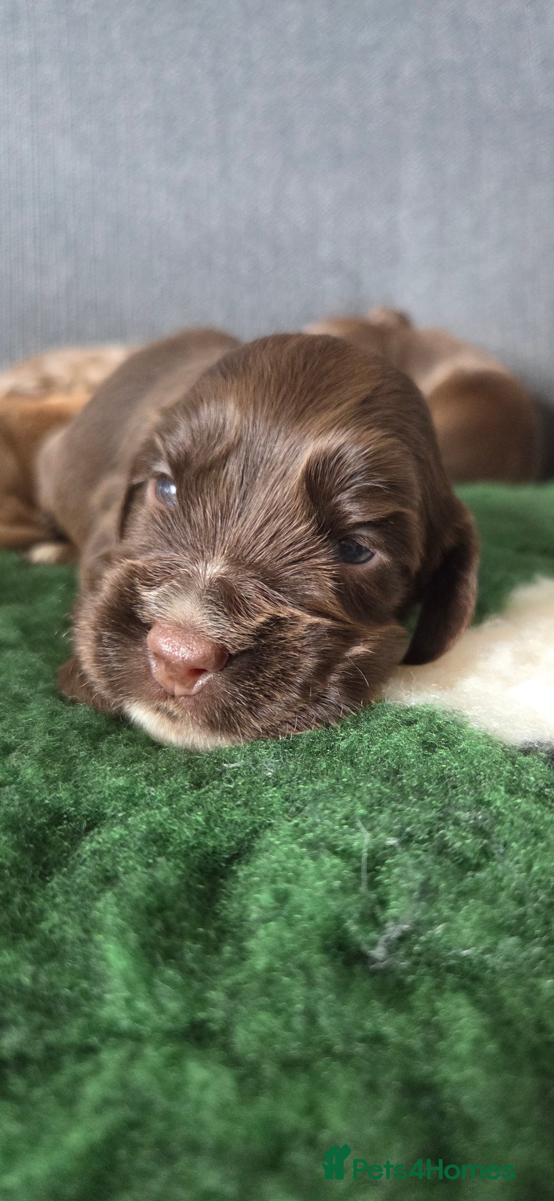 Cocker Spaniel dogs for sale: Stunning show type cocker spaniel pups for sale - Image 6