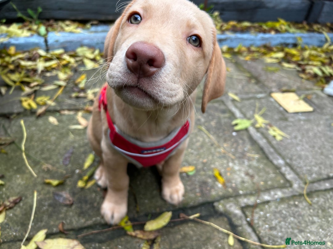 Labrador Retriever dogs for sale: PUPPY BOY LOOKING FOR FOREVER HOME   - Advert 19