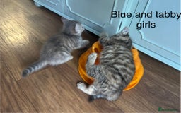 Mixed Breed cats for sale: Kittens (£250-£80) - Image 17