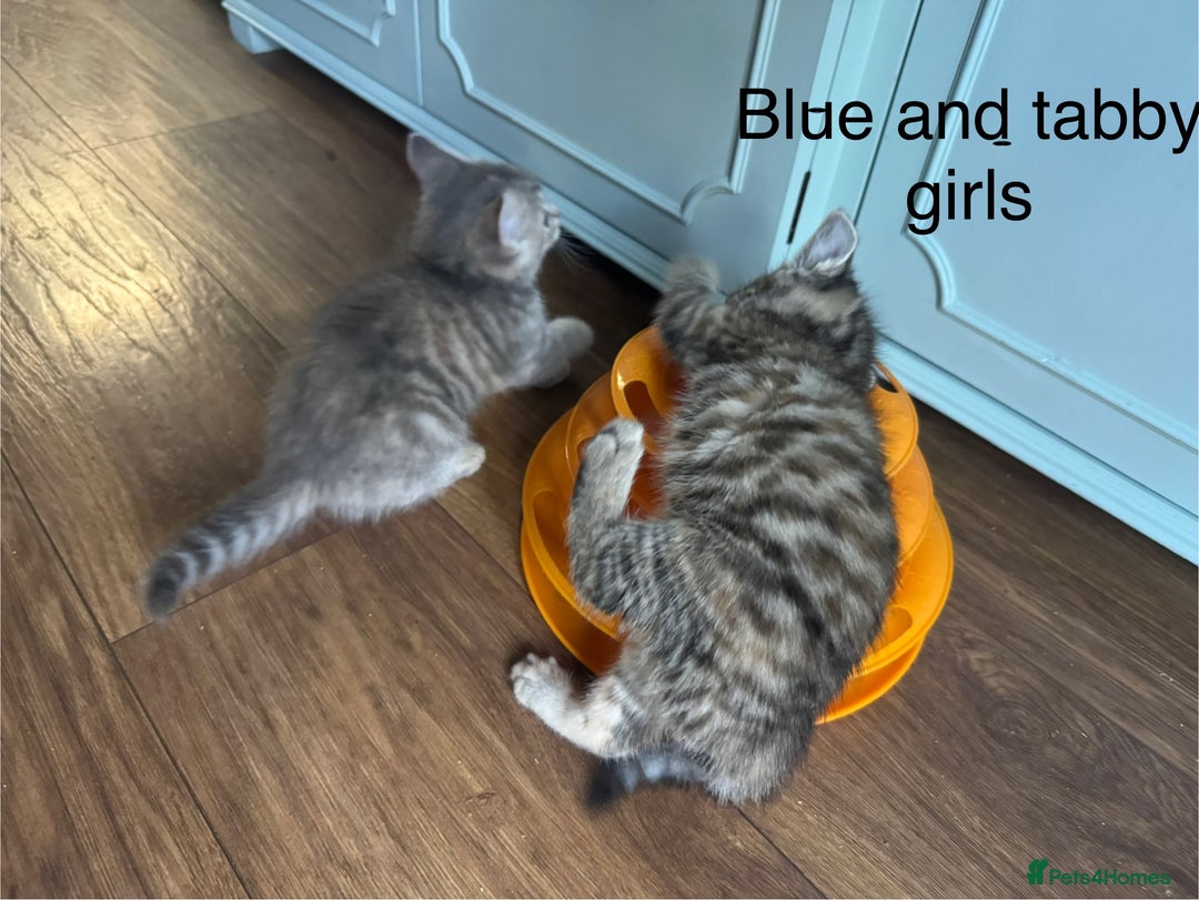 Mixed Breed cats for sale: Kittens (£250-£80) - Image 17