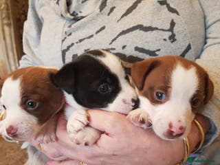 Jack Russell dogs Jack russels - Advert 2