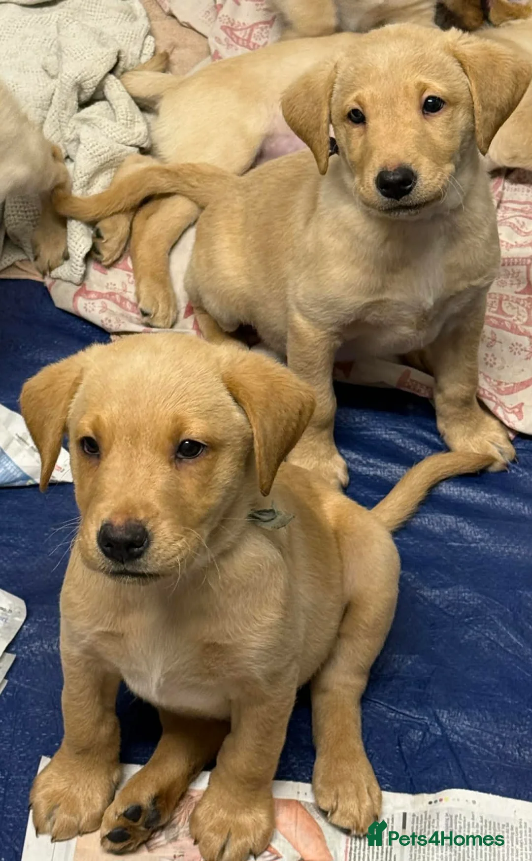 Labrador Retriever dogs for sale: Pure bred labrador puppies - Advert 7