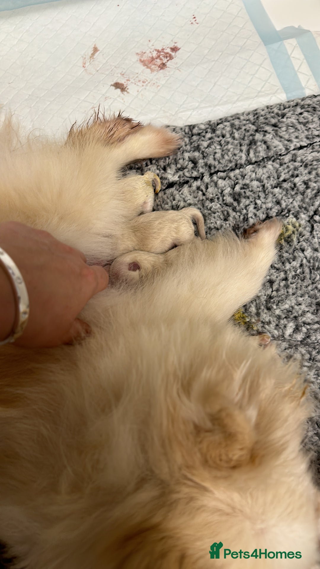 Pomeranian dogs for sale: Champion blood line teddy bear Pomeranian pups  - Advert 6