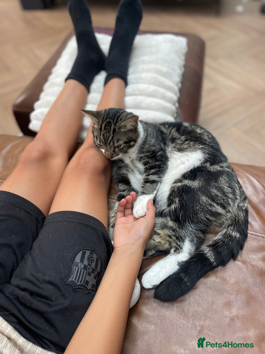 Mixed Breed cats for sale: Beautiful brothers  - Image 5