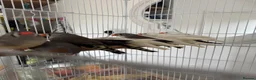 Finches birds for sale: Zebra finches and diamond doves  - Advert 1
