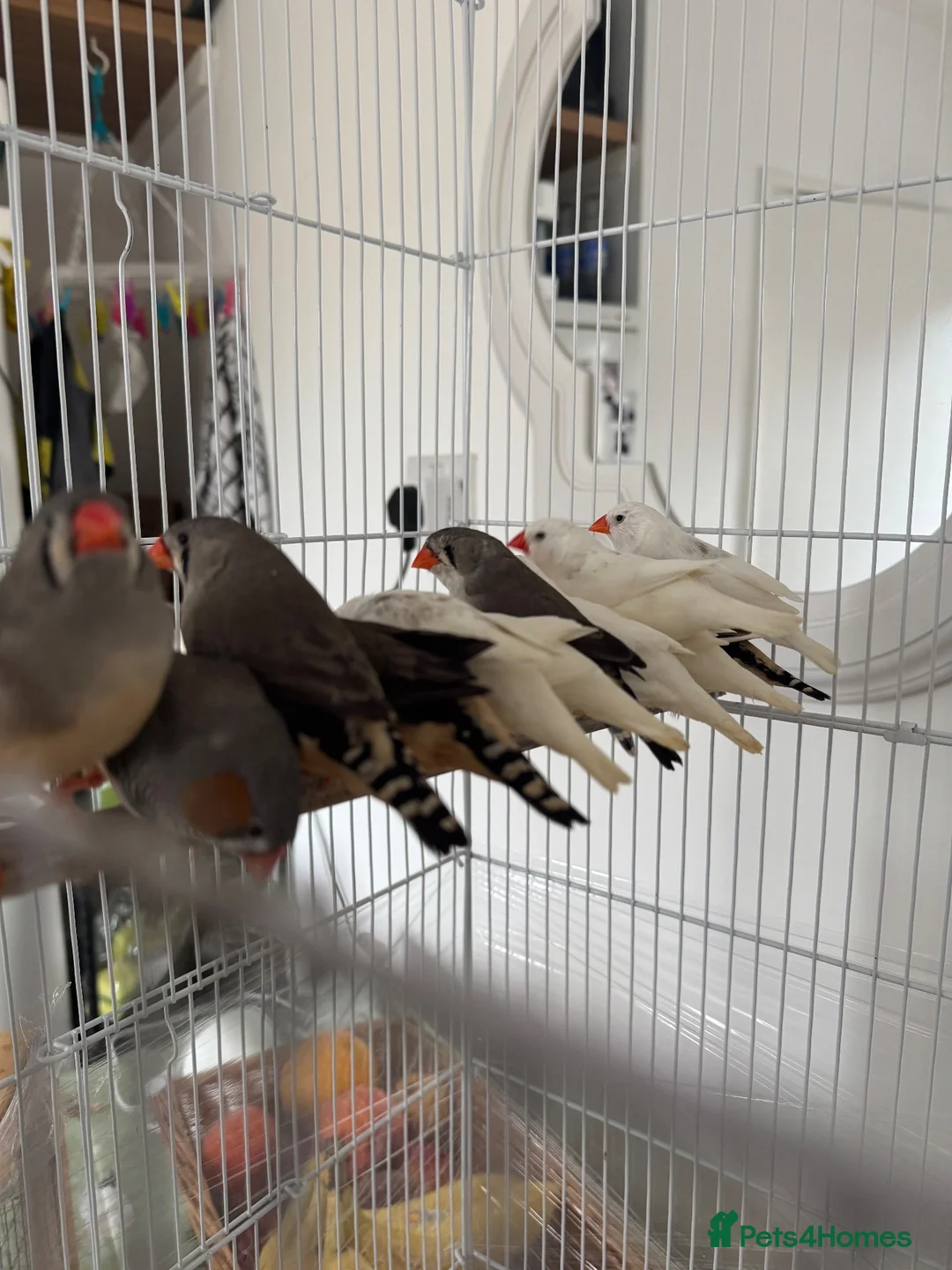 Finches birds for sale: Zebra finches and diamond doves  - Advert 1