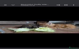 Mixed Breed cats for sale: Beautiful mix breed part maincoon kittens  - Image 3