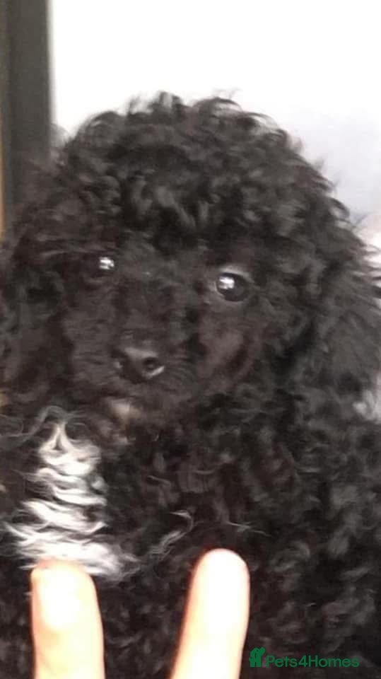 Toy Poodle dogs Toy poodle WAITING LIST - Advert 1