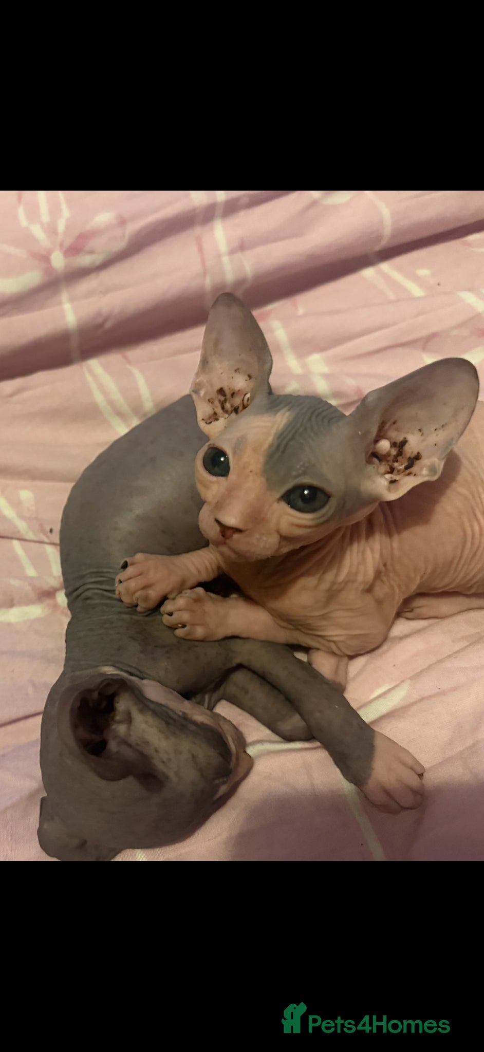Sphynx cats Full breed Sphynx kittens for sale  - Advert 16