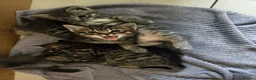 Mixed Breed cats for sale: 4 Beautiful Male Kittens Ready 15th May - Advert 8