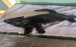 Mixed Breed cats for sale: Beautiful kittens - Image 6