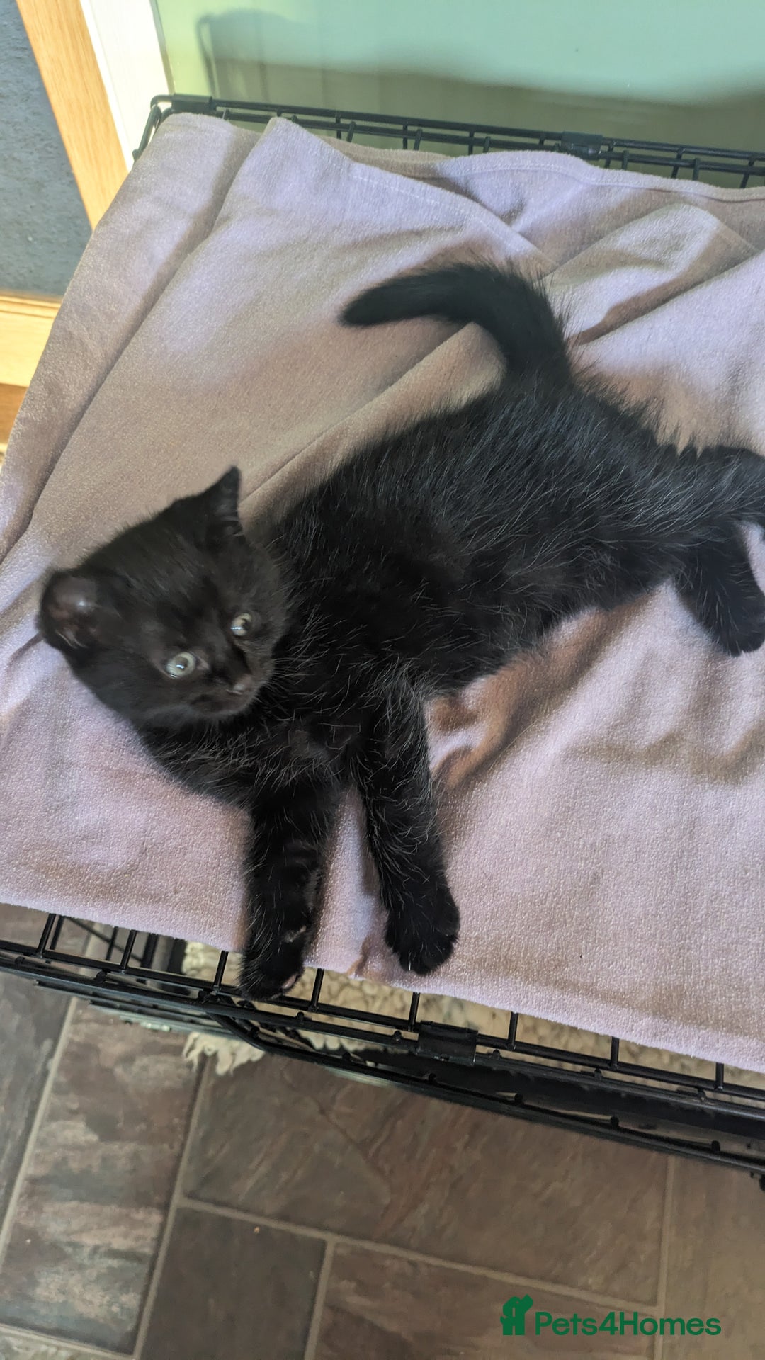 Mixed Breed cats for sale: Beautiful kittens - Image 6